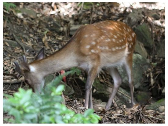 白谷雲水峡1日（太鼓岩まで）トレッキングツアー 登山グッズレンタルセットプランあり 昼食用のお弁当事前申込可能  by 屋久島ツアーオペレーションズ