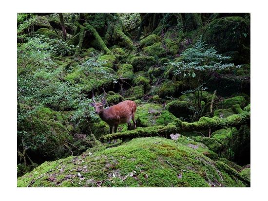 白谷雲水峡半日（苔むす森まで）トレッキングツアー  by 屋久島ツアーオペレーションズ