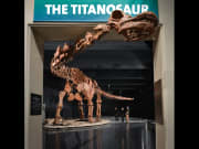 The_largest_dinosaur_ever_discovered