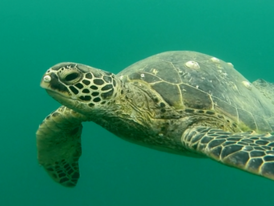 Holokai-Kayak-and-Snorkel-Adventures-14