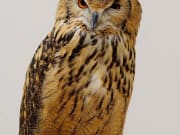 tokyo owl