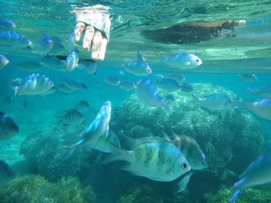 シーカヤックツアー 透明な船体のスケルトンカヤックから海の中を観察しよう！＜恩納村・本島北部＞by 海遊倶楽部
