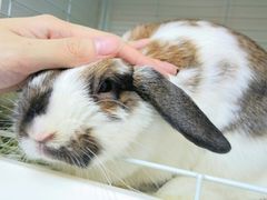 rabbit cafe japan
