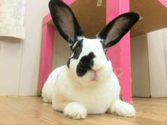 bunny tokyo