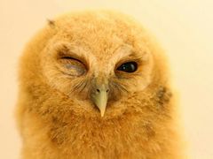 owl cafe tokyo