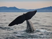 Semi-resident sperm whale - MatiMati