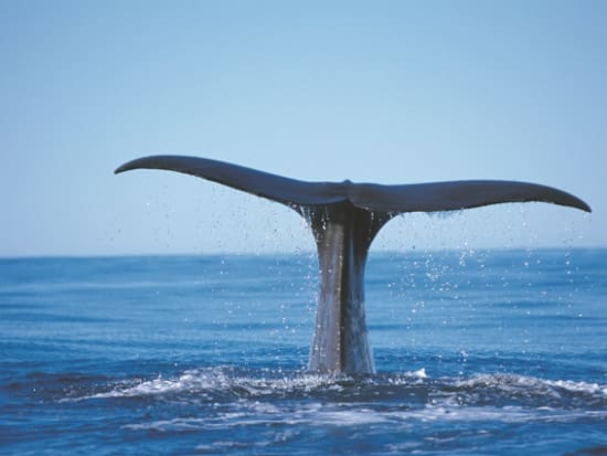 Whales Tail