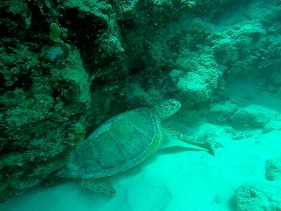 ボートクルーズ　ハレイワ・クイーン号　ガラス底のボートで海中の世界とハワイの海岸線を同時に満喫！小さなお子様参加可、飲食物持ち込み可＜1時間／ケワロ湾発＞