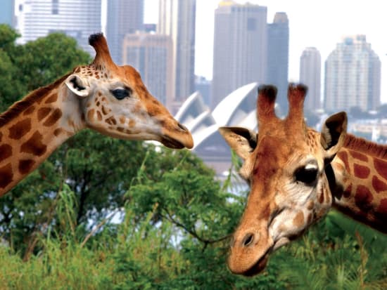 【入場チケット＋往復フェリーチケット】タロンガ動物園（Taronga Zoo Sydney）☆世界三大美港シドニー湾の絶景をフェリーから堪能！