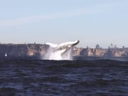 Whale Watching Cruise from Sydney Harbour