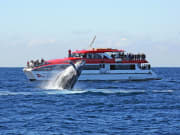 Whale Watching Cruise from Sydney Harbour