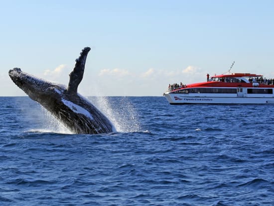 クジラとの遭遇率95％以上！シドニー ホエールウォッチング　観賞できるまで何度でも再乗船可能＜2024年5月18日～11月3日限定／午前・午後発＞