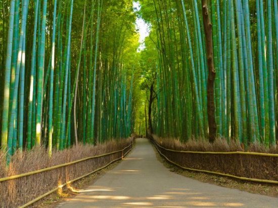 トロッコ列車と金閣寺・伏見稲荷大社 バスツアー 嵐山散策も満喫＜京都駅発／1日＞by おこしバス（京都定期観光バス）