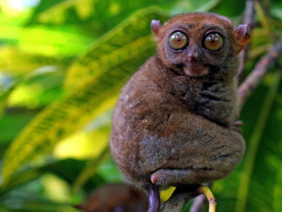 ボホール島日帰り観光ツアー メガネザル＆チョコレートヒルズ見学＜貸切／英語ガイド／昼食付き／セブ発＞