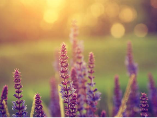 ハレアカラ山頂 夕日鑑賞ツアー＜午後／英語ガイド＞