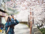 sakura