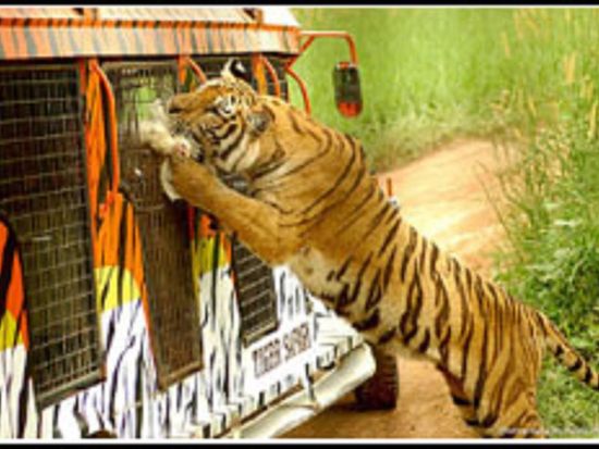 Zoobic Tigar