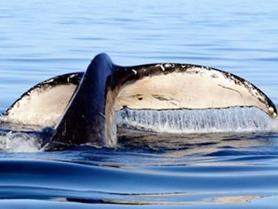 ザトウクジラ 8月～10月限定】野生のザトウクジラと泳ぐ！クジラウォッチング