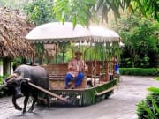 villa escudero man aboard a carabao-drawn cart