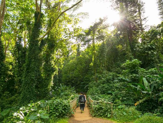 マノア滝ハイキングツアー　大自然がもたらすエネルギーを全身で感じよう！＜日本語ガイド／オーガニックランチ付き＞