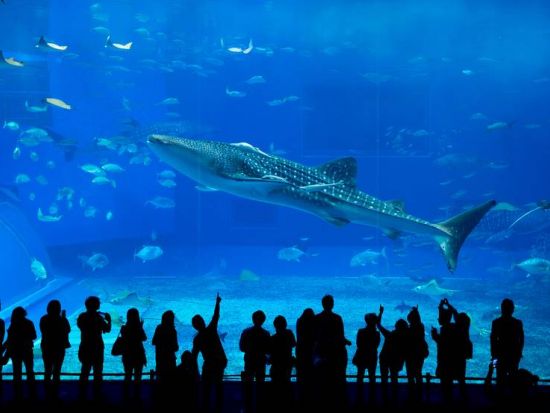 美ら海水族館観光バスツアー 古宇利島＋世界遺産「今帰仁城跡」をめぐる1日観光　ホテルランチ付き　ゆったり快適！3列（2-1列）シート採用＜那覇発／2歳以下無料＞