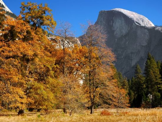 2大国立公園1泊2日ツアー　世界遺産ヨセミテ国立公園＆セコイア国立公園 ＜日本語ガイド／ロサンゼルス発＞