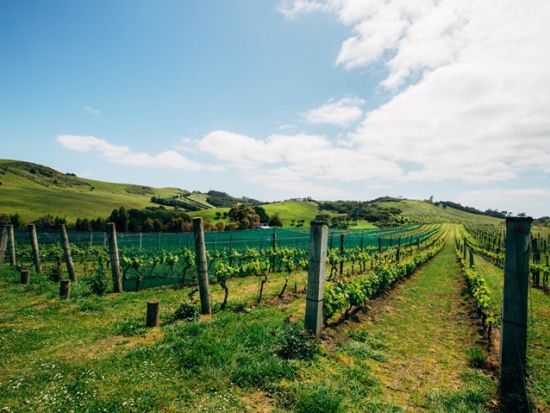 ワイヘキ島 往復フェリーチケット＜オークランド発＞