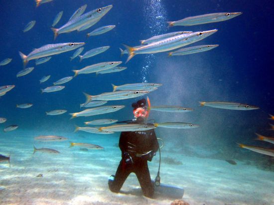 ビーチ体験ダイビング 午前または午後の半日ツアー 記念動画プレゼント！＜約3時間＞ by マリンクラブ カイオロヒア