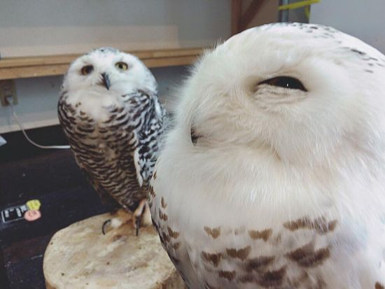 広島初のフクロウカフェ「オウルドベース」 フクロウ・鷹・ハヤブサとのふれあい体験＋フリードリンク付き＜広島市＞