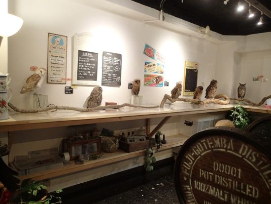 広島初のフクロウカフェ「オウルドベース」 フクロウ・鷹・ハヤブサとのふれあい体験＋フリードリンク付き＜広島市＞