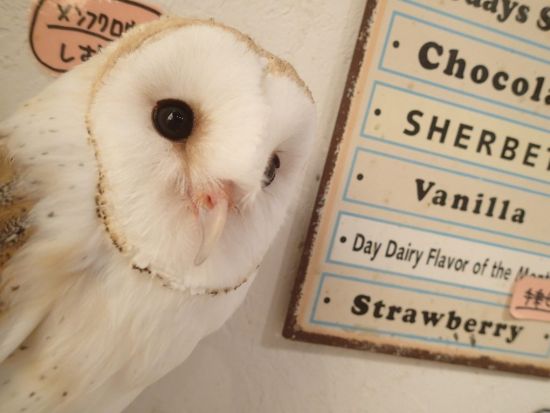 広島初のフクロウカフェ「オウルドベース」 フクロウ・鷹・ハヤブサとのふれあい体験＋フリードリンク付き＜広島市＞
