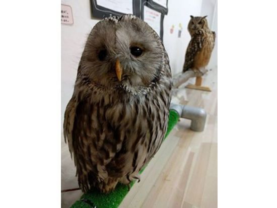 広島初のフクロウカフェ「オウルドベース」 フクロウ・鷹・ハヤブサとのふれあい体験＋フリードリンク付き＜広島市＞