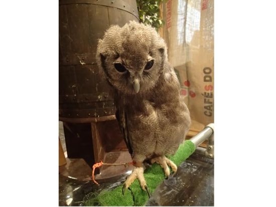 広島初のフクロウカフェ「オウルドベース」 フクロウ・鷹・ハヤブサとのふれあい体験＋フリードリンク付き＜広島市＞
