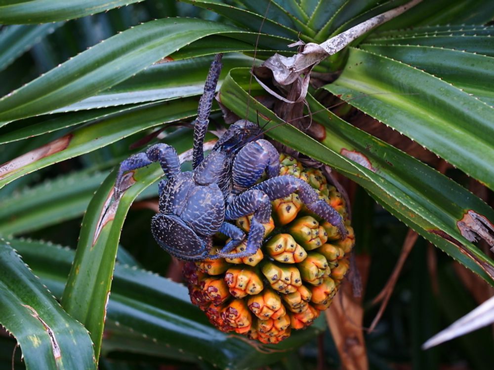 星空観賞 ナイトサファリ 星降る夜にホタル オオコウモリ ヤシガニと出会うツアー 3 12月 当日予約ok 市街地ホテル送迎可 石垣島 八重山の観光 オプショナルツアー専門 Veltra ベルトラ