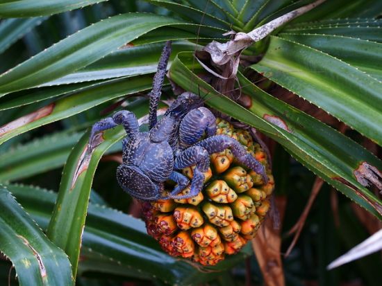 星空観賞＆ナイトサファリ　星降る夜にホタル・オオコウモリ・ヤシガニと出会うツアー ＜当日予約OK／市街地ホテル送迎可＞