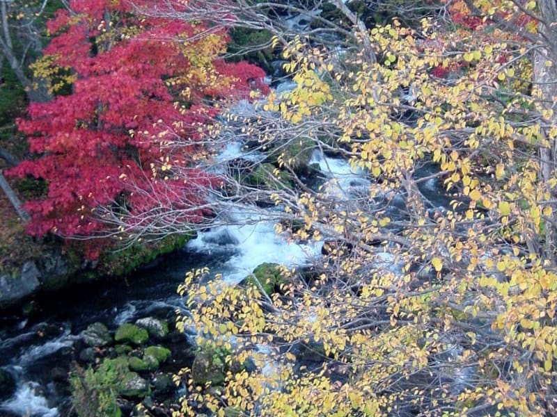 川湯温泉の紅葉
