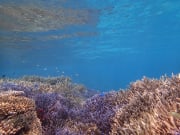 サンゴ礁2