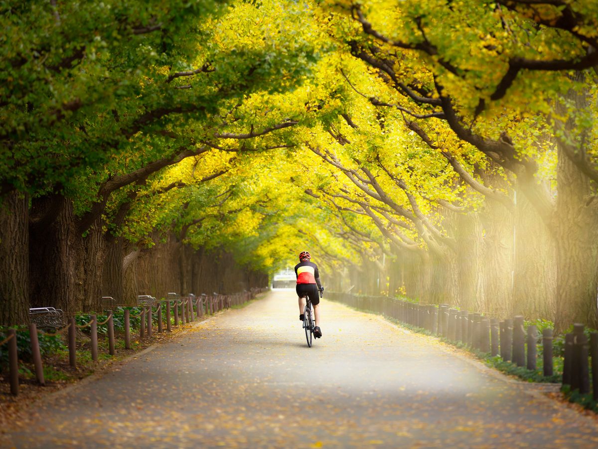 Small-Group Tokyo Biking Tour