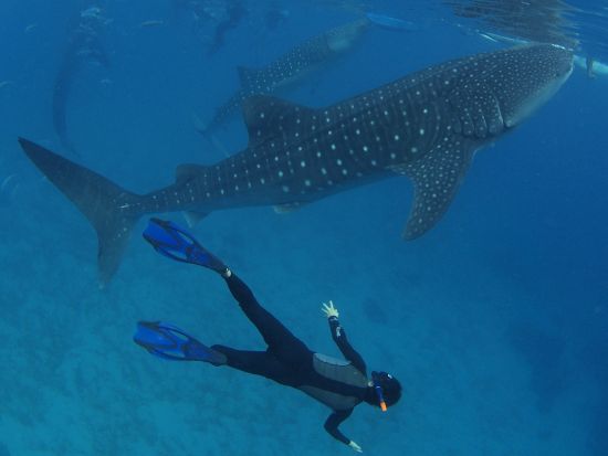 ジンベイザメ宿泊ツアー シュノーケリング＋スミロン島グランピング 星空の下のキャンプファイヤー 選べるカワサン滝キャニオニング有＜日本語可／4食付／3～9月＞