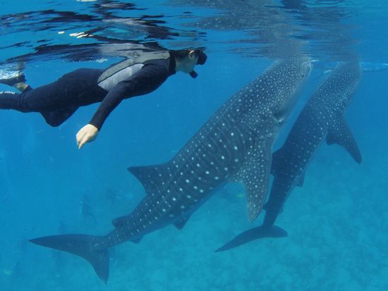 ジンベイザメシュノーケリングツアー　人気のアルニカスパ付きで疲れた体もその日のうちに解消！＜イタリアンランチ／日本語ガイド／送迎＞