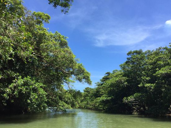 マングローブカヌーツアー　島内最大の流域面積を誇る宮良川のマングローブを探索！＜当日10時まで予約可＞By 石垣島観光