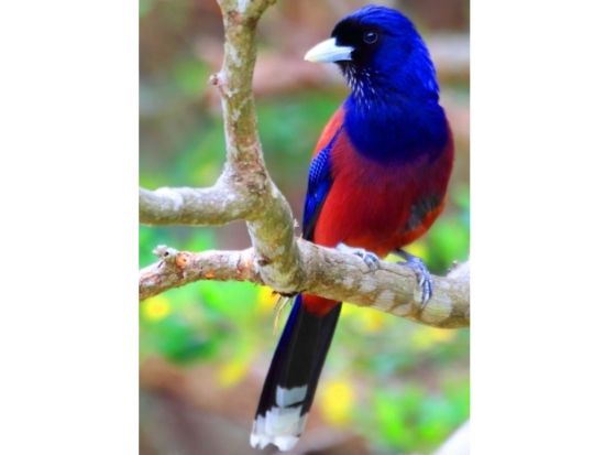 金作原トレッキングツアー フォトジェニックな大原海浜公園立ち寄り付き！＜名瀬市内送迎無料＞by マングローブ茶屋