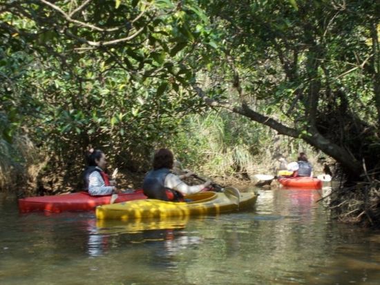 マングローブカヌー 自由自在に楽しむフリープラン 干潮時は生き物観察も！0歳～ご参加可能 お好きな時間に利用 ＜1.5時間程度／住用町＞by マングローブ茶屋