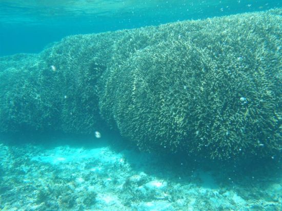 与論島シュノーケリング ボートでヨロンブルーの海へ！与論島最大の赤崎サンゴの森またはクマノミをご案内 ＜約2時間／大金久海岸発＞ by タンディーマリン