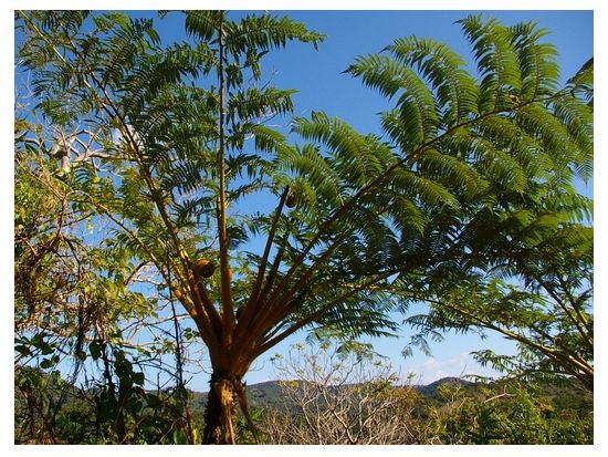 金作原トレッキングツアー フォトジェニックな大原海浜公園立ち寄り付き！＜名瀬市内送迎無料＞by マングローブ茶屋