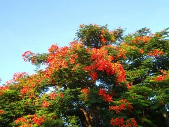 ＼山下ガイドと行く／ 自然めぐり島内観光ツアー 森林浴をしながら季節の植物や生物を観察 ＜3時間 or 1日＞by 沖永良部島エコツアーネット