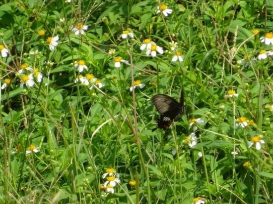 ＼山下ガイドと行く／ 自然めぐり島内観光ツアー 森林浴をしながら季節の植物や生物を観察 ＜3時間 or 1日＞by 沖永良部島エコツアーネット