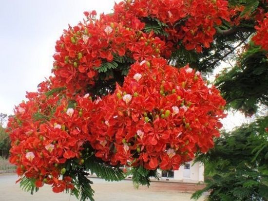 11000001106001_69S0bOca_4