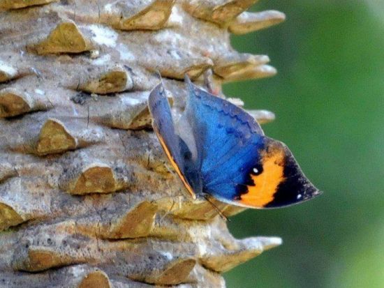 ＼山下ガイドと行く／ 自然めぐり島内観光ツアー 森林浴をしながら季節の植物や生物を観察 ＜3時間 or 1日＞by 沖永良部島エコツアーネット