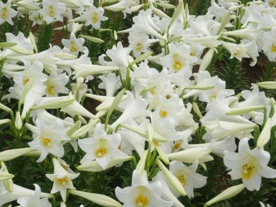 ＼山下ガイドと行く／ 自然めぐり島内観光ツアー 森林浴をしながら季節の植物や生物を観察 ＜3時間 or 1日＞by 沖永良部島エコツアーネット